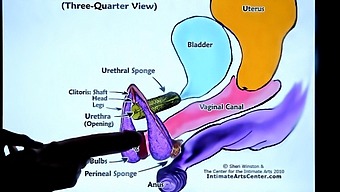 A Comprehensive Guide To The Second Part Of Female Ejaculation, Including The Use Of Toys And Fingers